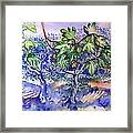 Fig Tree And Olive Trees In A Tuscan Garden Framed Print