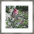 Finch In Apple Tree Framed Print