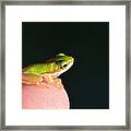 Finger Tip Baby Frog Framed Print