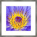 Fire And Water Lily Framed Print