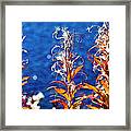 Fireweed Flower Framed Print