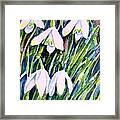 First Snowdrops Of Winter Framed Print