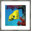 Fish And Soft Corals Framed Print