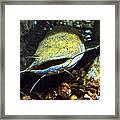 Fish Lips Framed Print