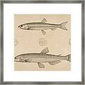 Fish, Suckley, George 1830-1869, Cooper Framed Print