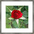 Five Star Red Rose Framed Print