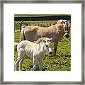 Fjord Horse Mare And Foal  New Zealand Framed Print