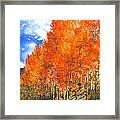 Flaming Aspens Framed Print