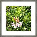 Flaming Pink Framed Print