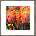 Flaming Tulips Framed Print