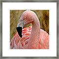 Flamingo Art Framed Print