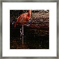 Flamingo At Rest. Framed Print