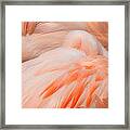 Flamingo Eye Framed Print