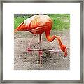 Flamingo Four Framed Print