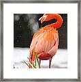 Flamingo In Snow Framed Print