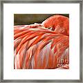 Flamingo Framed Print