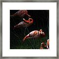 Flamingo Morning Framed Print