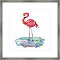 Flamingo Pose Framed Print