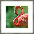 Flamingo With Curved Neck Framed Print