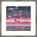 Flamingos In Dawn Framed Print