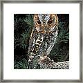 Flammulated Owl Framed Print