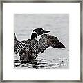 Flapping Loon Framed Print