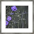 Flax And A Dragonfly Framed Print