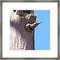 Flicker In The Hole Framed Print