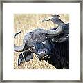 Flicking The Bird Framed Print