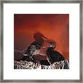 Flightless Cormorants And Volcanic Framed Print