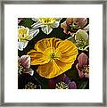 Floating Bouquet Of Early April Flowers Framed Print