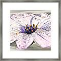 Floating Daisy Framed Print