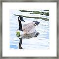 Floating On A Lily Pad Framed Print