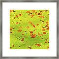 Floating Orange Leaves Framed Print