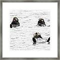 Floating Sea Otters Framed Print