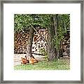 Flock At The Woodpile In The Evening Framed Print