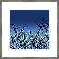 Flock Of Birds Framed Print