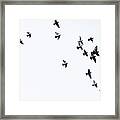 Flock Of Pigeons Framed Print