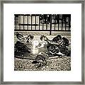 Flockin' Around The Fire Framed Print