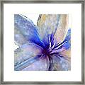 Floral Series - Lily Framed Print