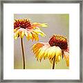 Floral Sunshine Framed Print