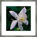 Floral White And Gold Framed Print