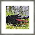 Gator Grin #1 Framed Print