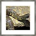 Florida King Snake Lampropeltis Getula Floridana Usa Framed Print
