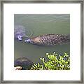 Florida Manatee Pair Framed Print