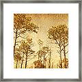 Florida Pine 5 Framed Print