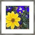 Zing Colours Framed Print