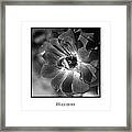 Flower-black And White Rose Framed Print