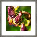 Wolf's Bane Flower Buds Against A Green Background Framed Print