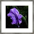 Flower Framed Print